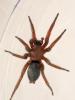 Scotophaeus sp.
